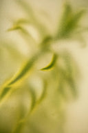<h3>Inspired by nature</h3>